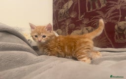 Mixed Breed cats for sale: 5 Fluffy Half Maine Coon kittens - Advert 12