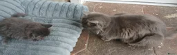Mixed Breed cats for sale: Litter of 3 looking for new forever homes - Advert 2
