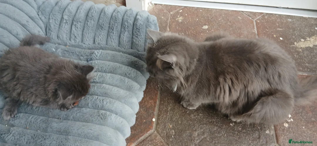 Mixed Breed cats for sale: Litter of 3 looking for new forever homes - Advert 2