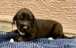 Mixed Breed dogs for sale: WOLFADOODLE F1B REVERSE. IRISH WOLFHOUND X  - Advert 17