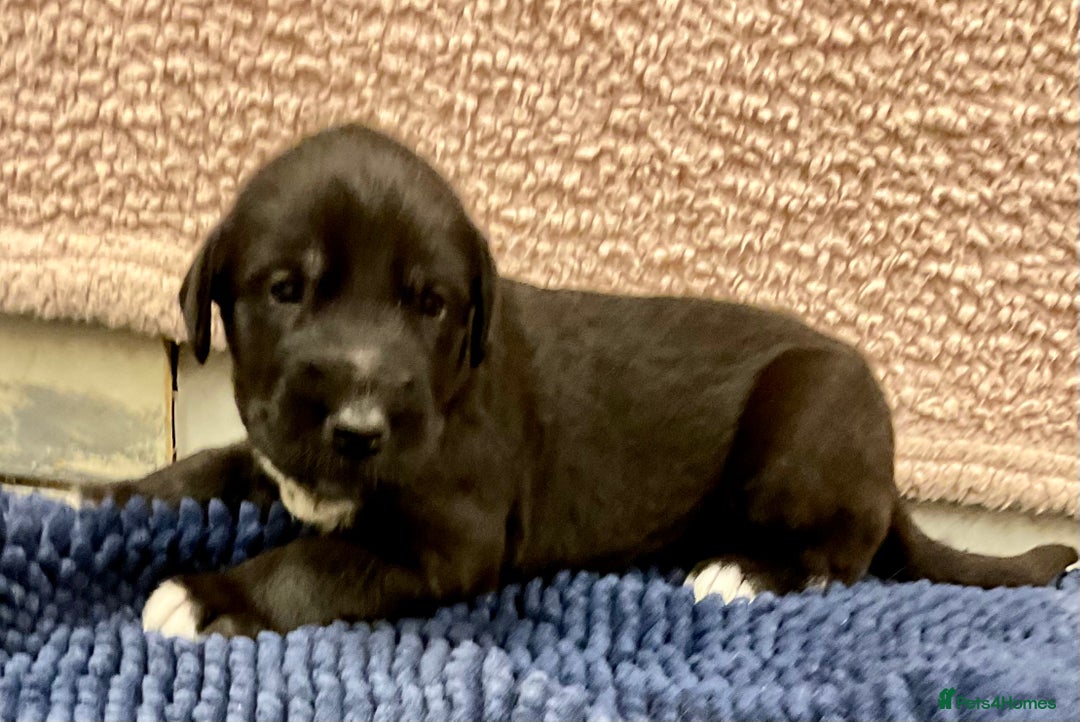 Mixed Breed dogs for sale: WOLFADOODLE F1B REVERSE. IRISH WOLFHOUND X  - Advert 17