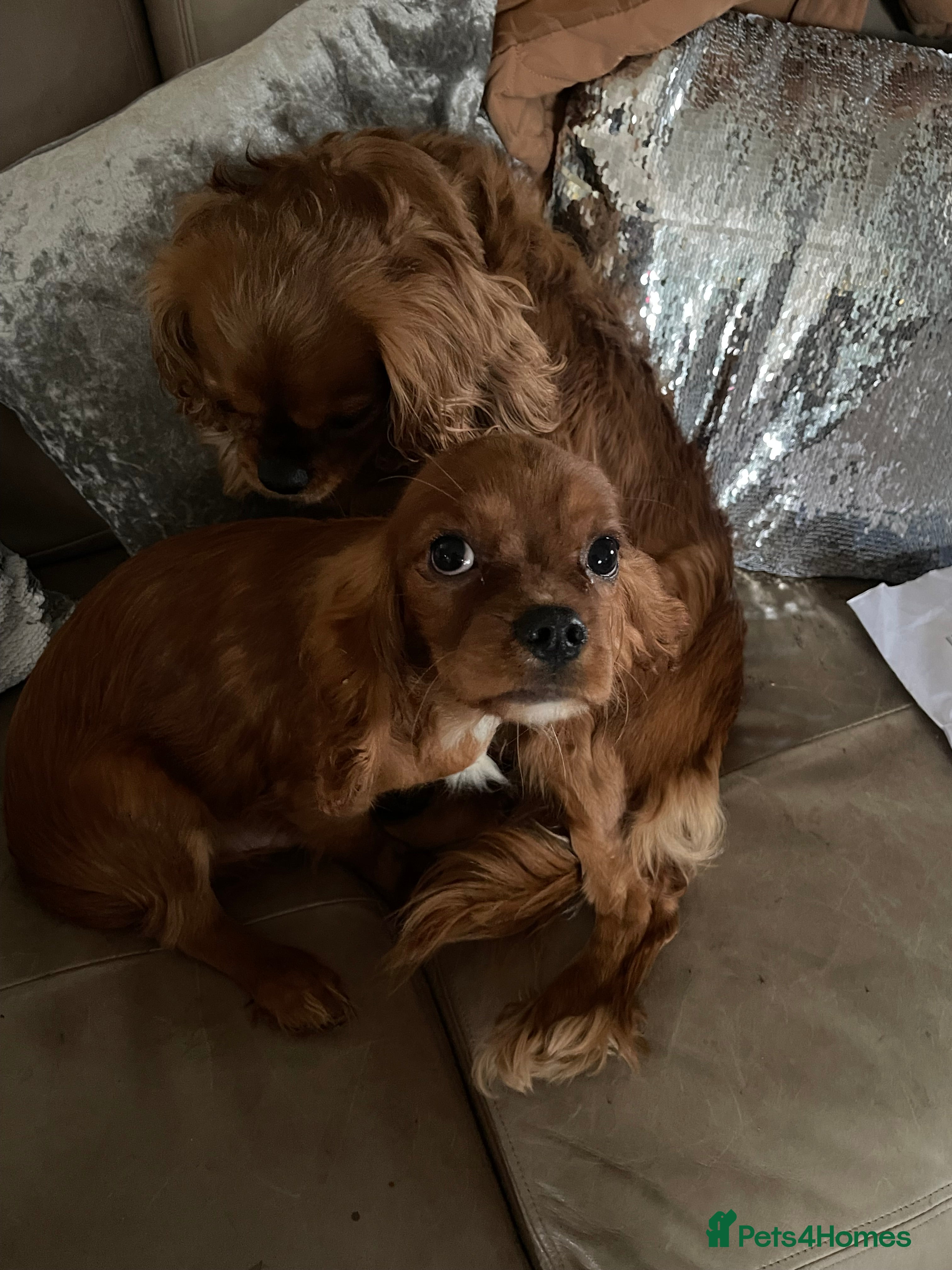 Cavalier King Charles Spaniel dogs Cavalier Ruby red male KC Registered - Advert 2