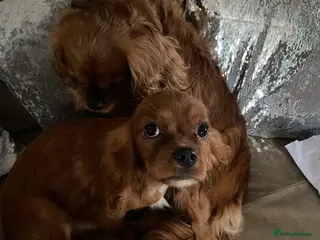 Cavalier King Charles Spaniel dogs Cavalier Ruby red male KC Registered - Advert 2