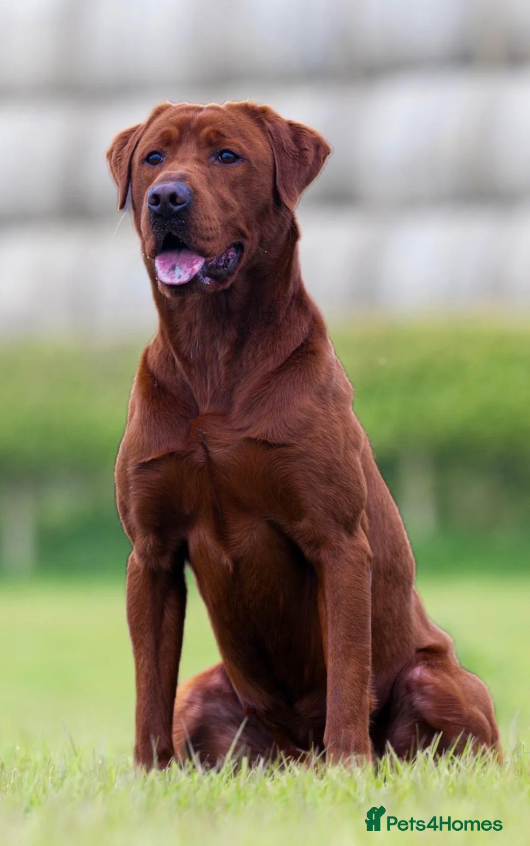 Labrador Retriever dogs for sale: AGLABS Pennyroyal tea x AGLABS In your honour - Advert 7