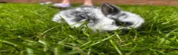 Mini Lop rabbits for sale: 2 Blue Baby Mini Lops - Advert 17