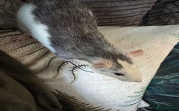 Rat rodents for sale: 4 female rats for sale  - Image 4
