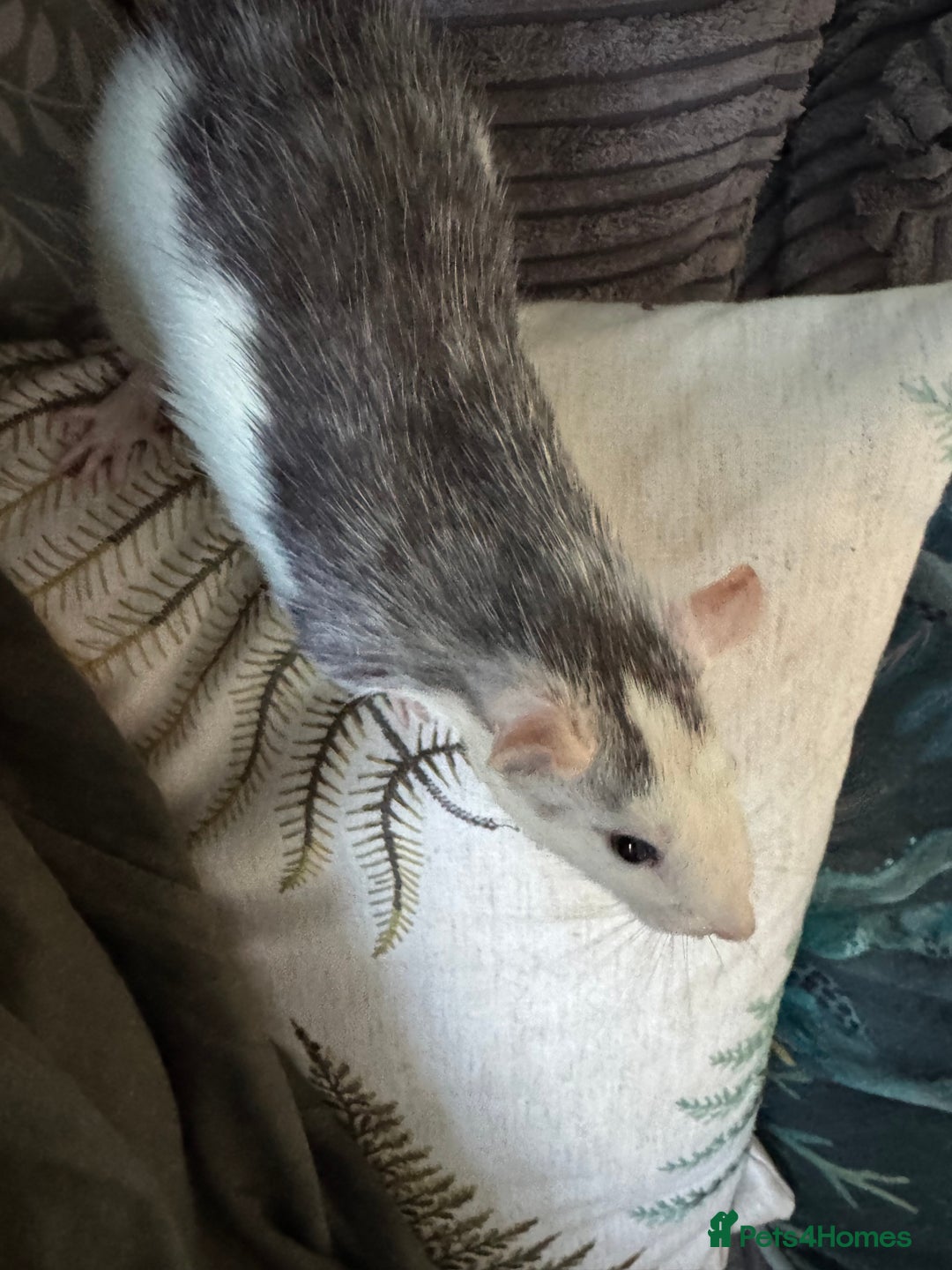 Rat rodents for sale: 4 female rats for sale  - Image 4