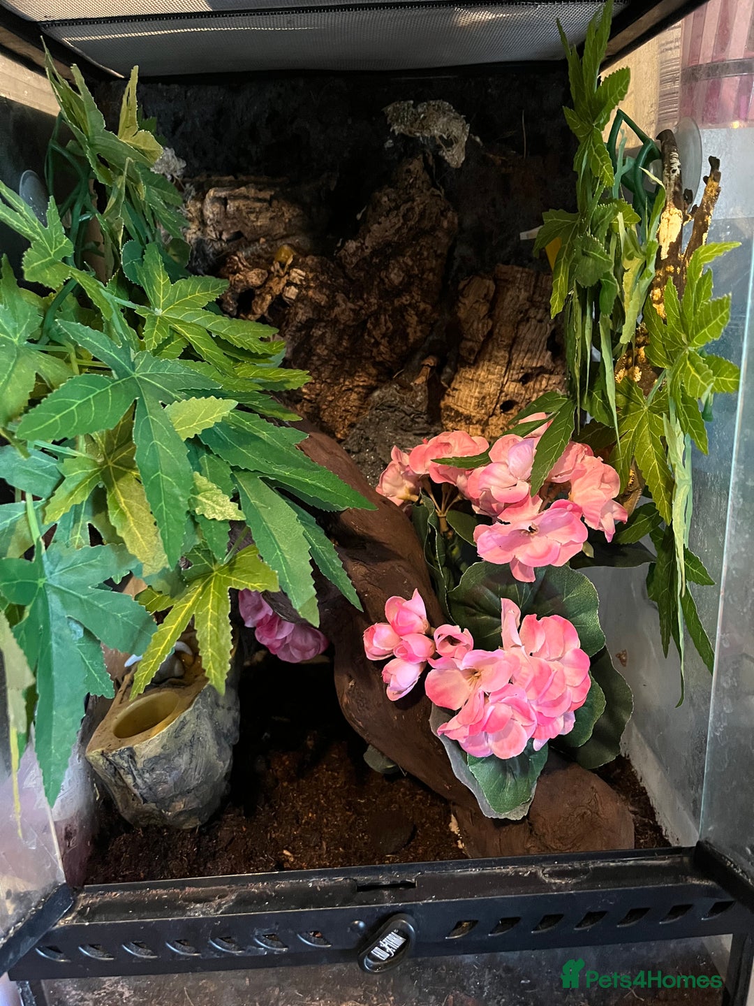 Gecko reptiles for sale: male crested gecko - Image 2