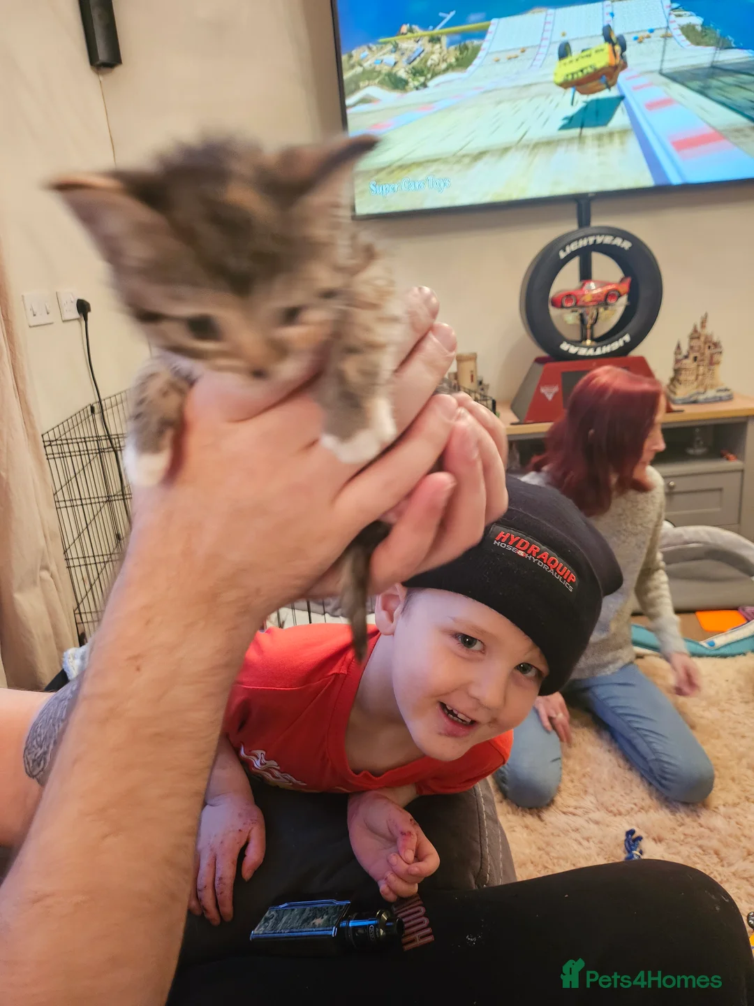 Mixed Breed cats for sale: Maine coon x sphynx kittens  - Advert 6