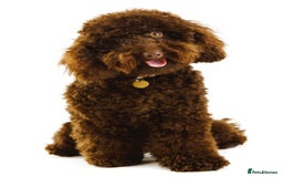 Cavalier King Charles Spaniel dogs for stud: Mr Darcy now at Stud GREEN DOPLER, KC Registered in Sandbach - Image 5