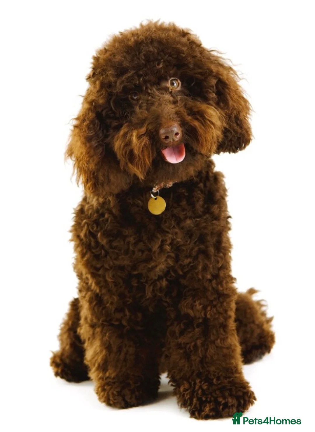 Cavalier King Charles Spaniel dogs for stud: Mr Darcy now at Stud GREEN DOPLER, KC Registered in Sandbach - Advert 5