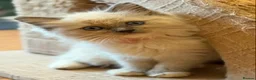 Ragdoll cats for sale: 🐾 Ragdoll Kittens 🐾 - Advert 7