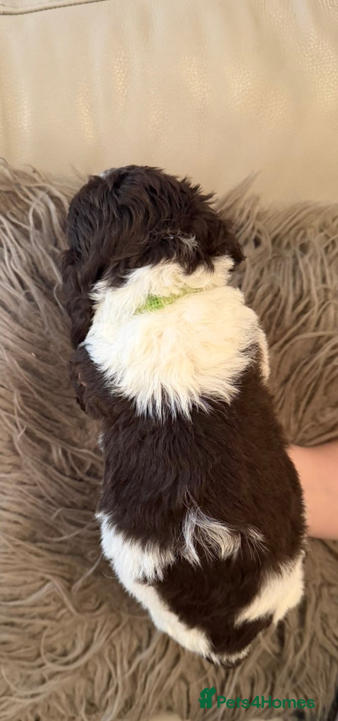 Mixed Breed dogs for sale: Cockerpoo puppies  - Image 4