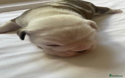 English Bulldog dogs for sale: 4 KC English Bulldog Puppies  - Image 22