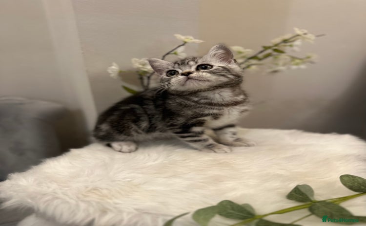 British Shorthair cats - Advert 6