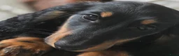 Dachshund dogs for sale: Longhair dachshunds - Advert 2
