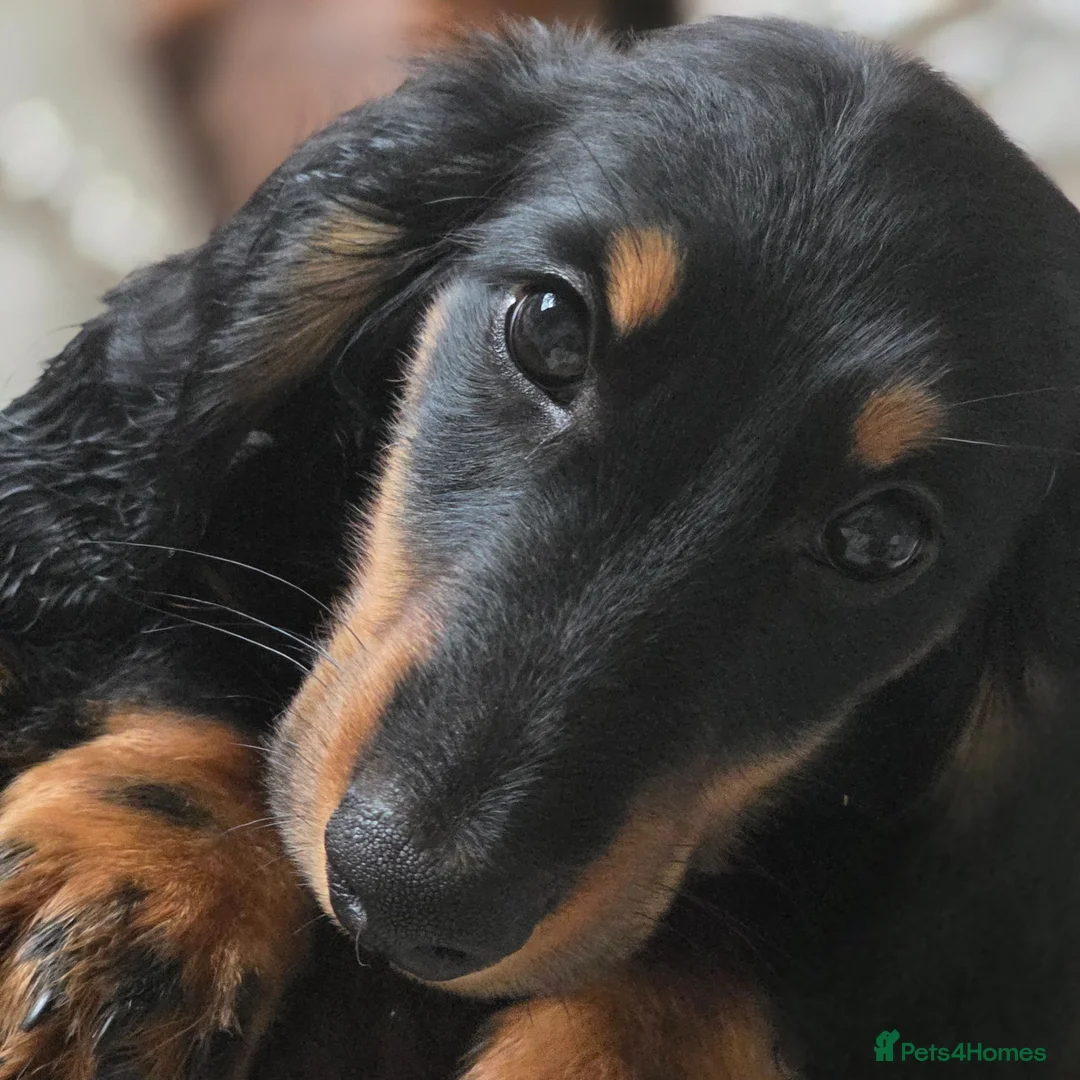 Dachshund dogs for sale: Longhair dachshunds - Advert 2