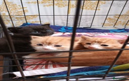 Domestic Shorthair cats for sale: 3 kittens for sale, 2 boys 1 girl.  - Image 7