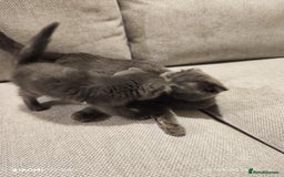 Scottish Fold cats for sale: Playful Scottish Fold & Straight Kittens for Sale! - Image 12