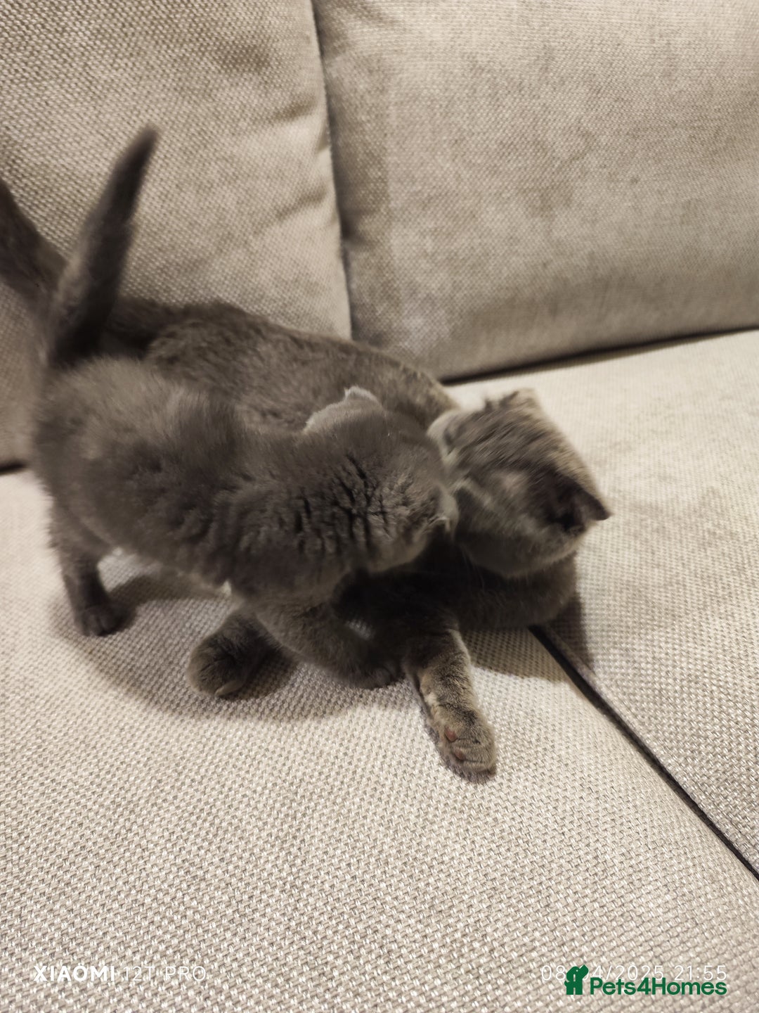 Scottish Fold cats for sale: Playful Scottish Fold & Straight Kittens for Sale! - Image 12