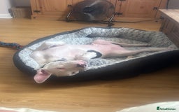 Mixed Breed dogs for sale: Frankie  - Image 2