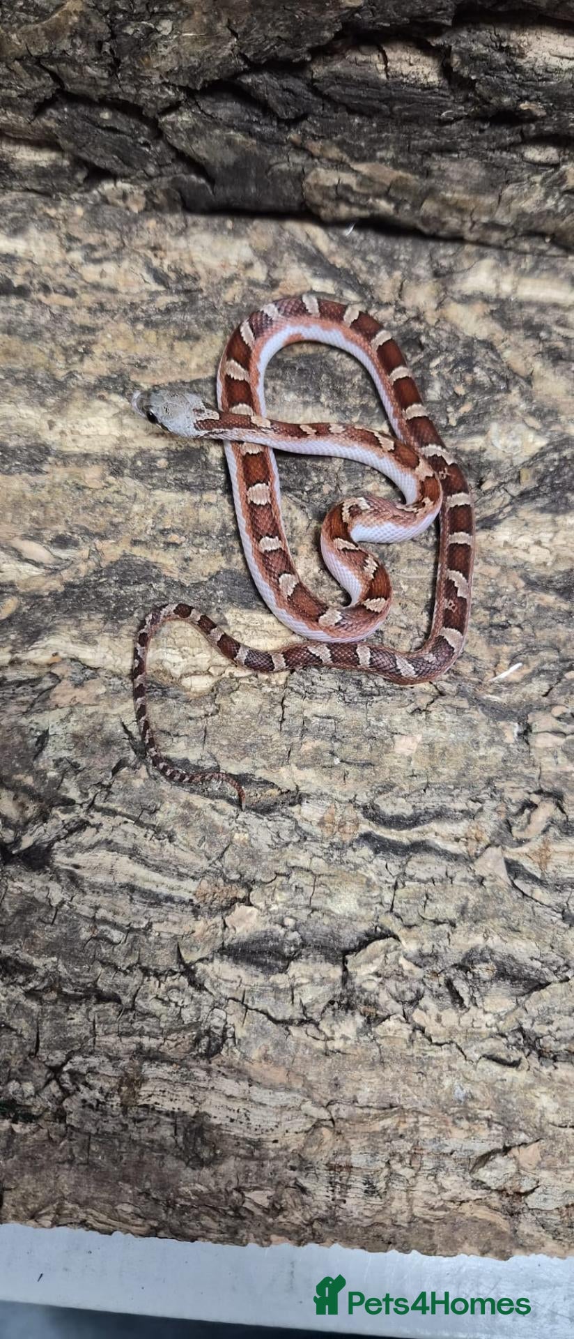 Corn Snake reptiles Pied cornsnake baby  - Advert 14