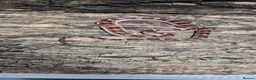 Corn Snake reptiles for sale: Pied cornsnake baby  - Advert 1