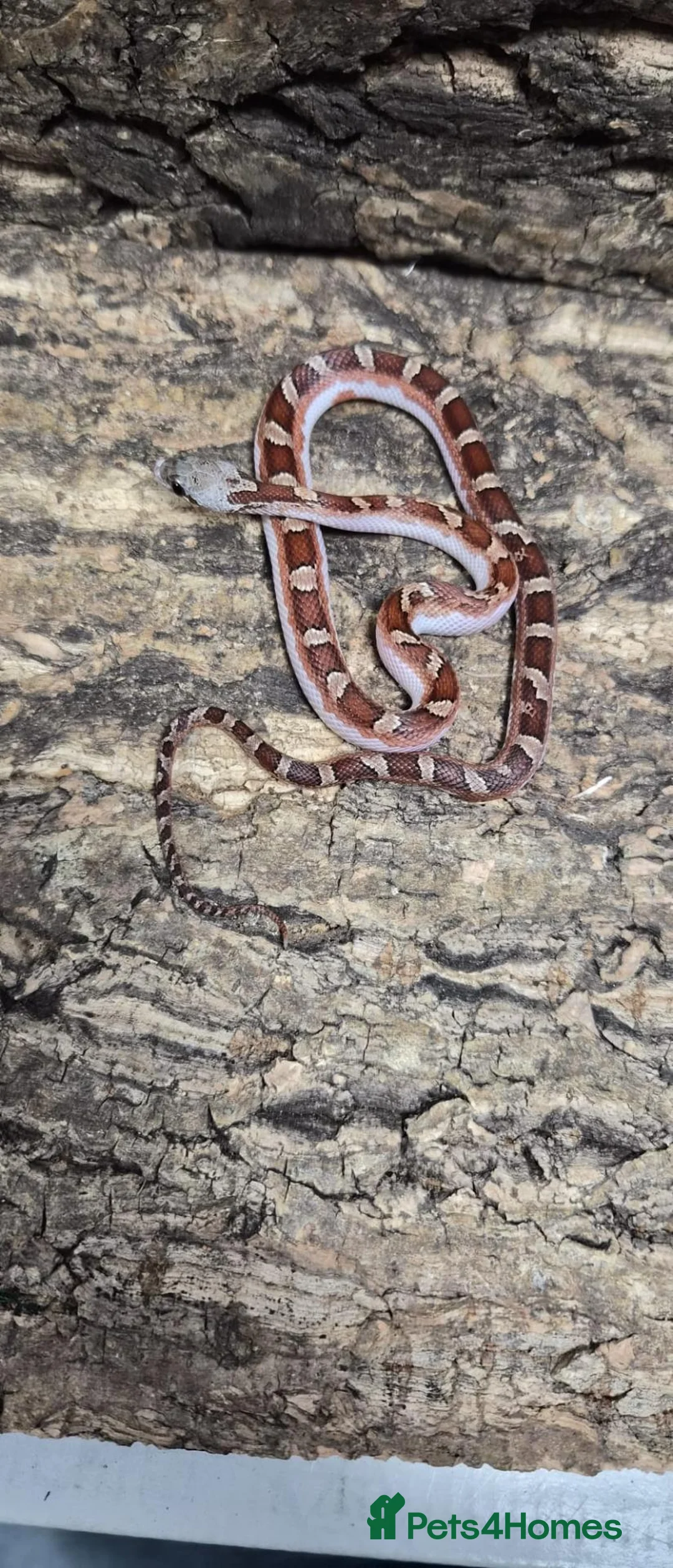 Corn Snake reptiles for sale: Pied cornsnake baby  - Advert 1