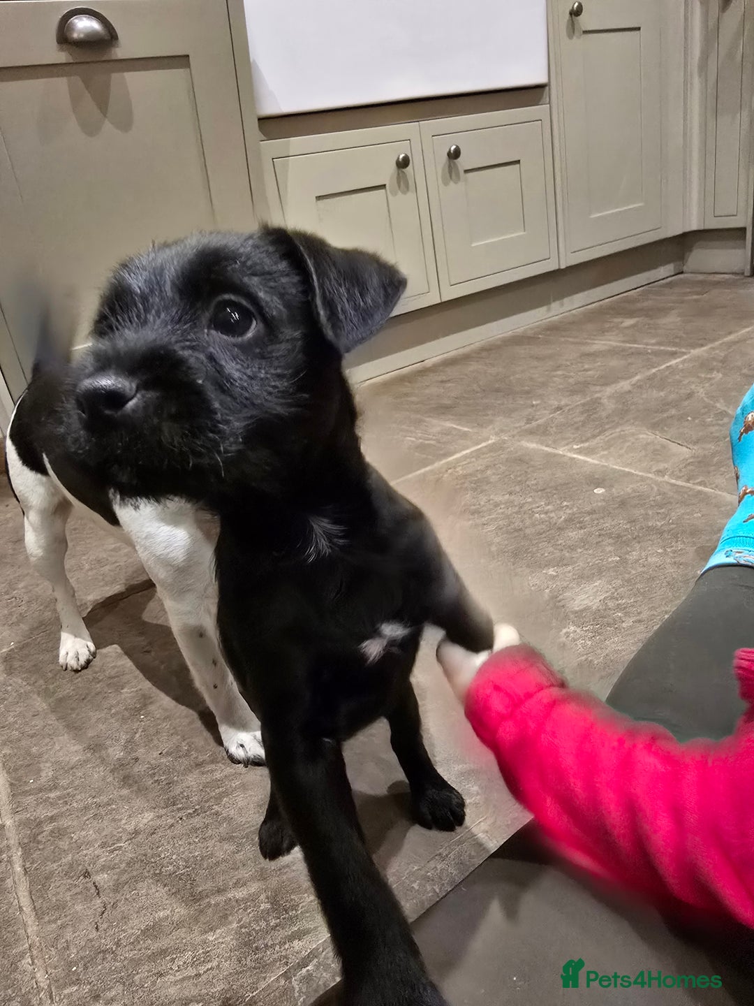 Mixed Breed dogs for sale: Border terrier cross patterdale terrier - Advert 10