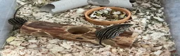 Mouse rodents for sale: Pied dormice ; grass striped mice  - Advert 18