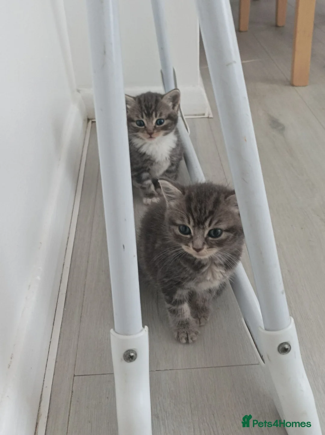 Bengal cats for sale: Bengal kittens  - Advert 6