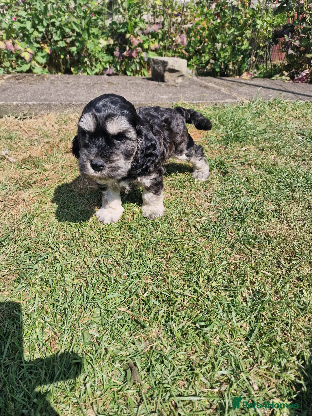 Cockapoo dogs for sale: Cockapoo puppies, ready to leave today.  in Otley - Image 9