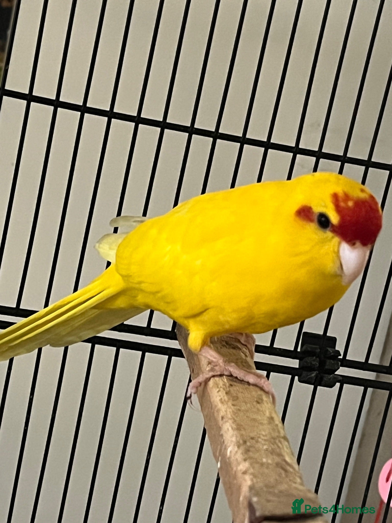 Parakeets birds Lovely yellow Kakariki  - Advert 4