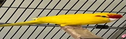 Parakeets birds for sale: Lovely yellow Kakariki  - Advert 1