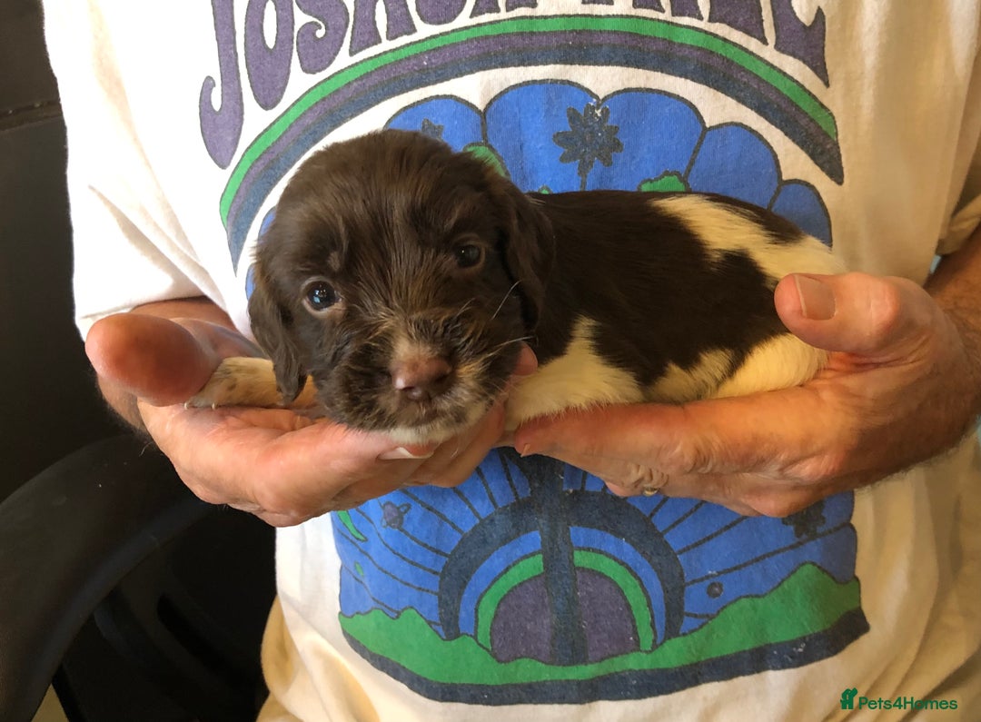 English Springer Spaniel dogs for sale: 5th Gen Springers: Purebred, 7th litter, 36 total - Image 23