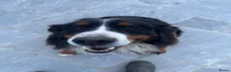 Bernese Mountain Dog dogs for sale: 5 year old Bernese girl  - Advert 4