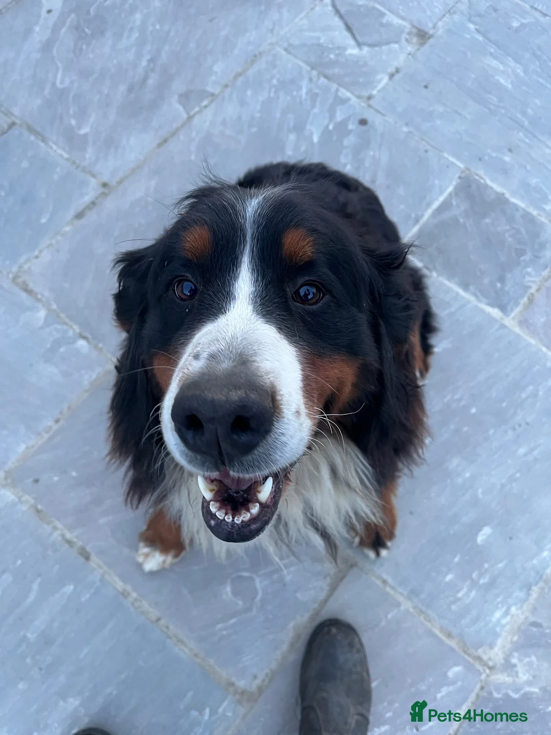 Bernese Mountain Dog dogs for sale: 5 year old Bernese girl  - Advert 4