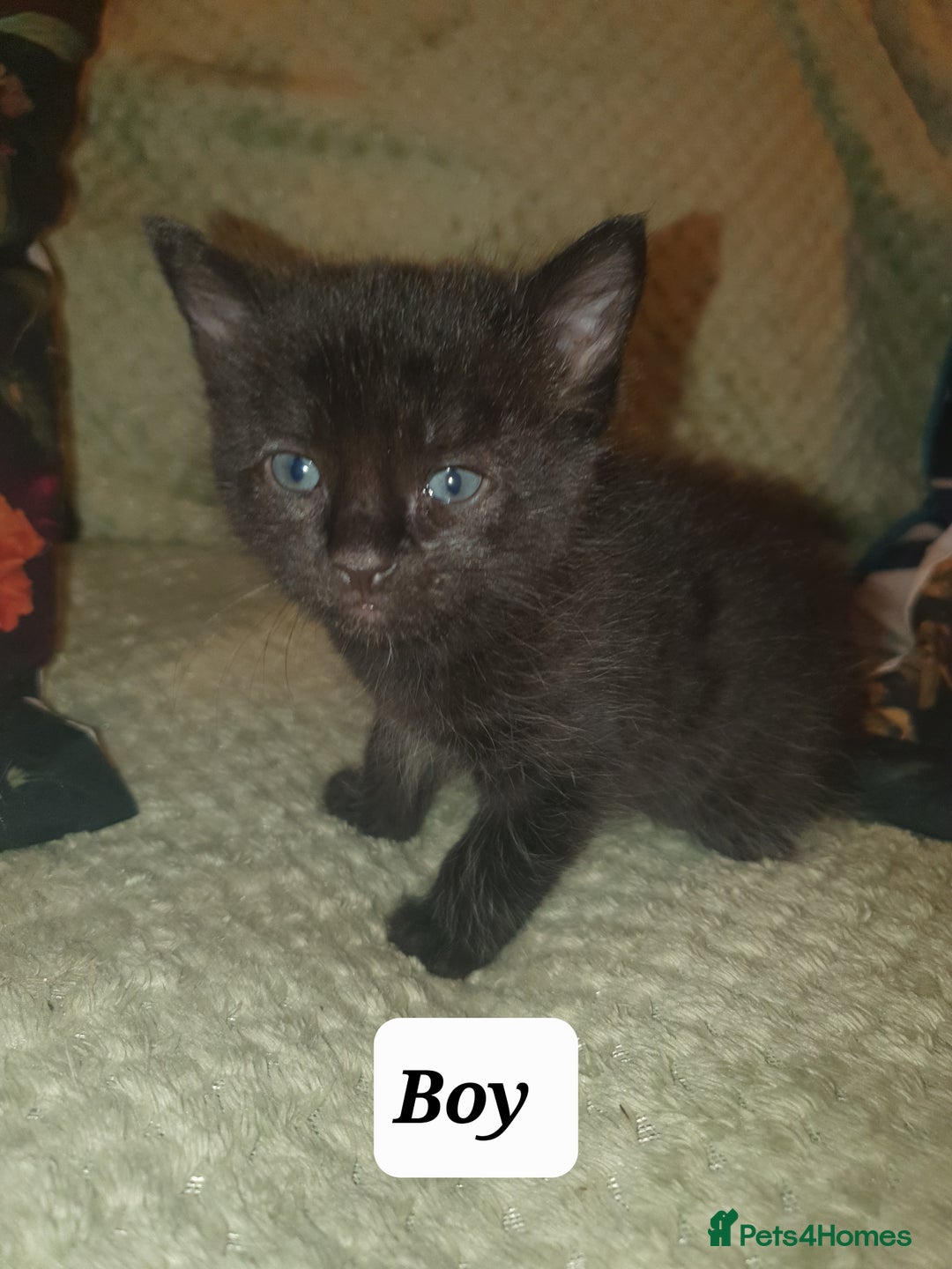 British Shorthair cats for sale: Beautiful kittens for sale  - Advert 2