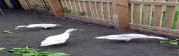 Ducks poultry for sale: Trio year old Indian runner ducks  in Malton - Advert 3