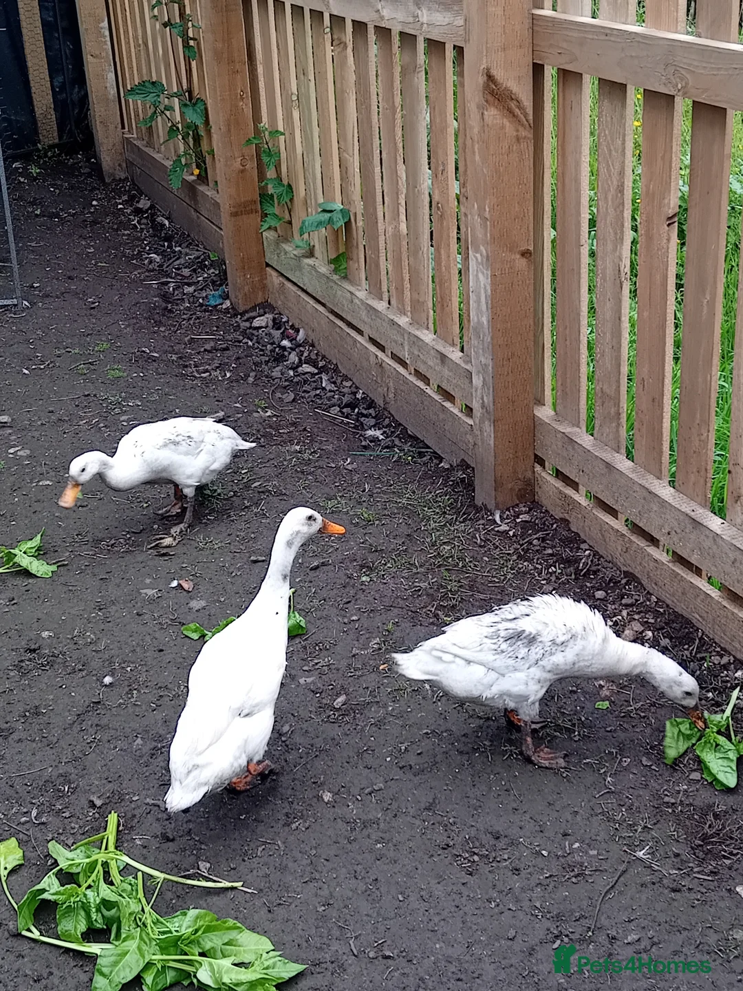 Ducks poultry for sale: Trio year old Indian runner ducks  in Malton - Advert 3