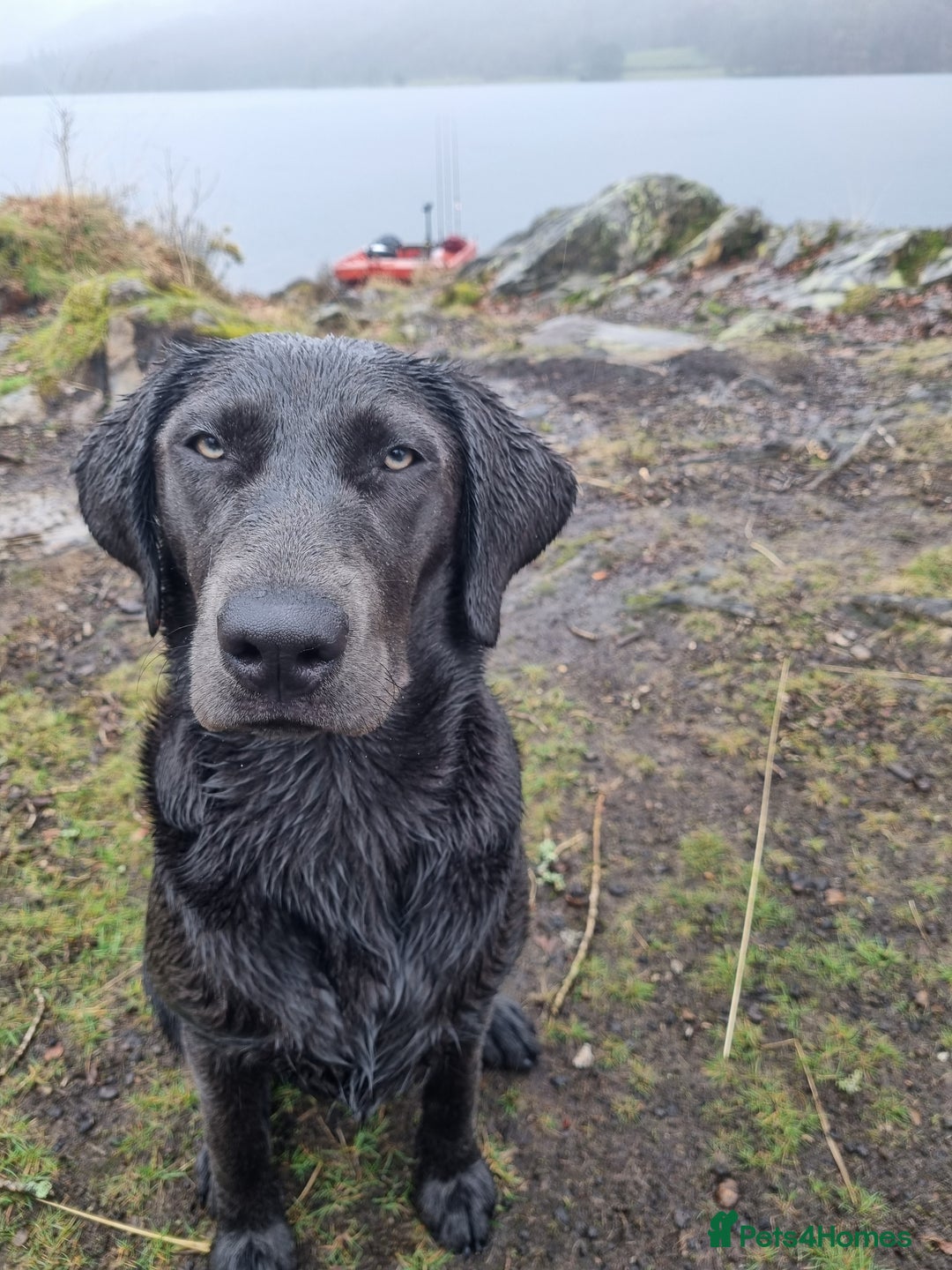 Labrador Retriever dogs for sale:  **  day Silver / Charcoal Labradors.  - Advert 3