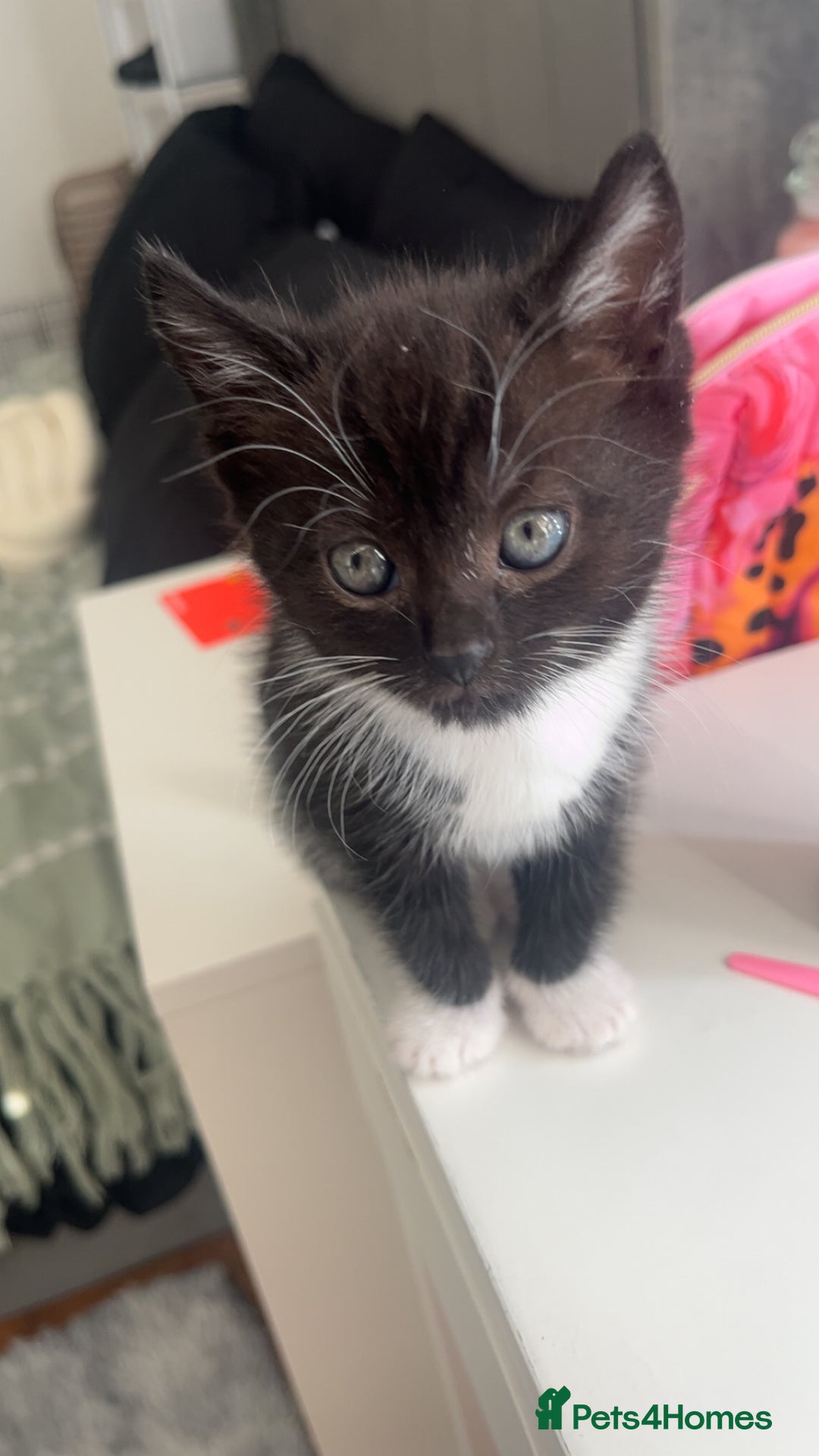 Domestic Shorthair cats for sale: male kitten  - Image 4