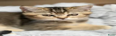 Kitten 1