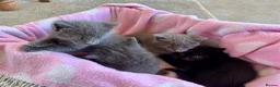 British Shorthair cats for sale: 2 Beautiful Kittens for sale - Blue Grey and Tabby - Advert 11