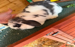 Mini Lop rabbits for sale: Baby mini lop bunnies  - Image 10
