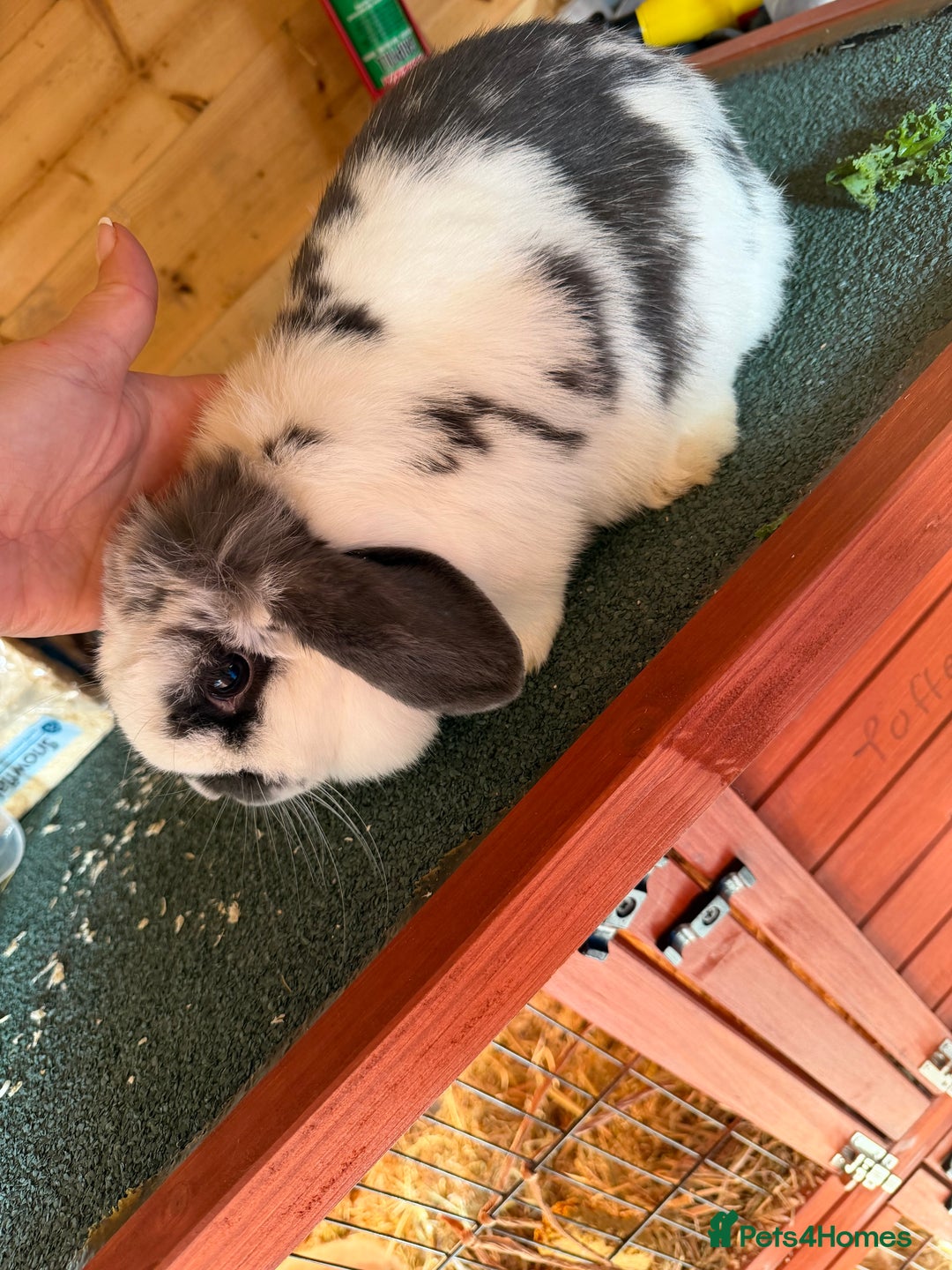 Mini Lop rabbits for sale: Baby mini lop bunnies  - Image 10
