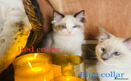 Ragdoll cats for sale: QUALITY GCCF RAGDOLLS KITTENS READY NOW  - Image 19