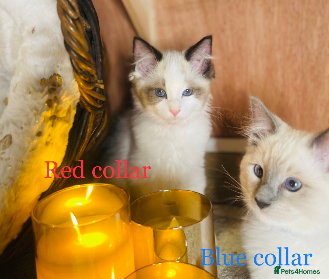 Ragdoll cats for sale: QUALITY GCCF RAGDOLLS KITTENS READY NOW  - Image 19