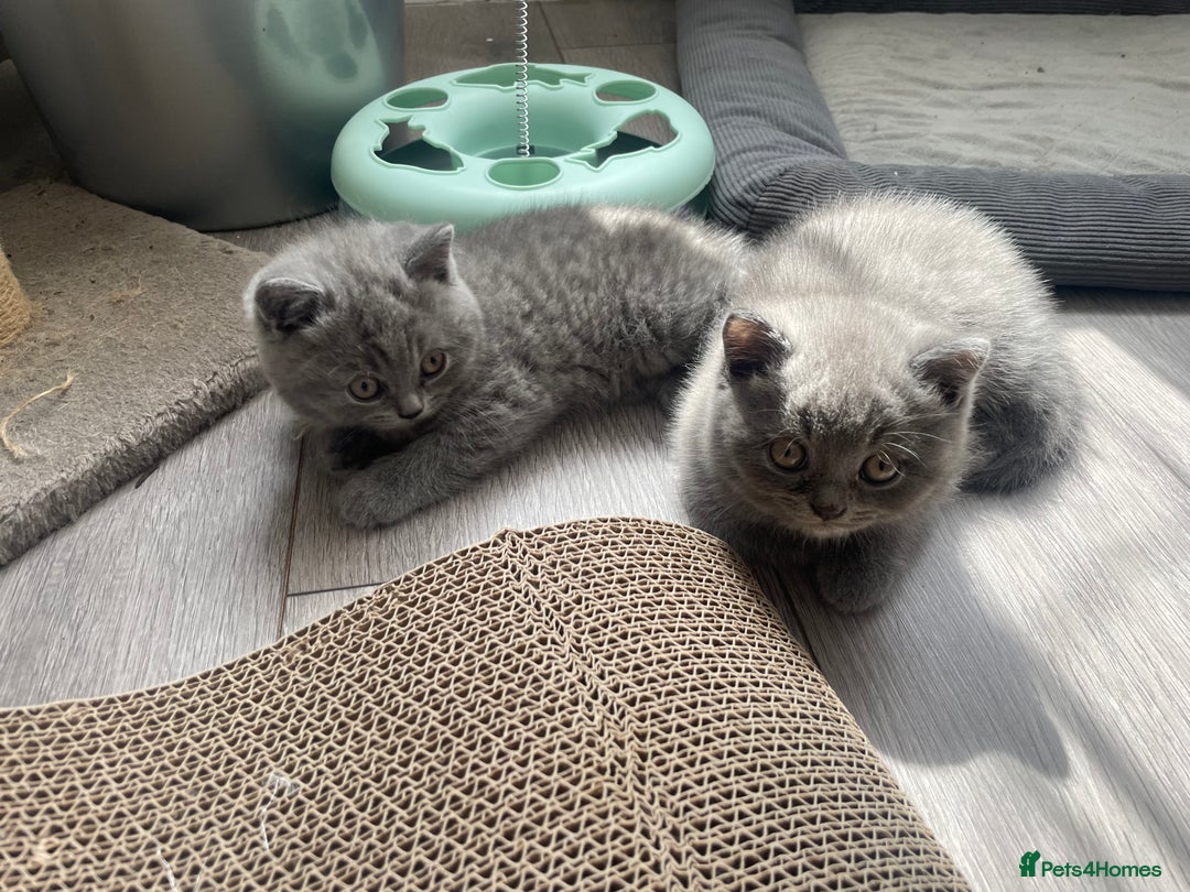 British Shorthair cats for sale: Wonderful, fluffy British Shorthair kittens - Image 13