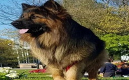 German Shepherd dogs for stud: Best blood stud - Image 9